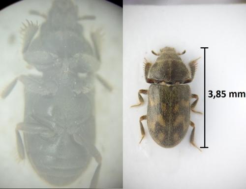 Heterocerus sp.